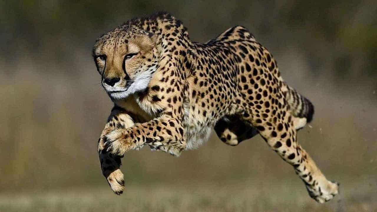 animal, mammal, species, fauna, wildlife, nature, wild, run, wilderness, safari, cheetah, big cat, cheetah, cheetah, cheetah, cheetah, cheetah