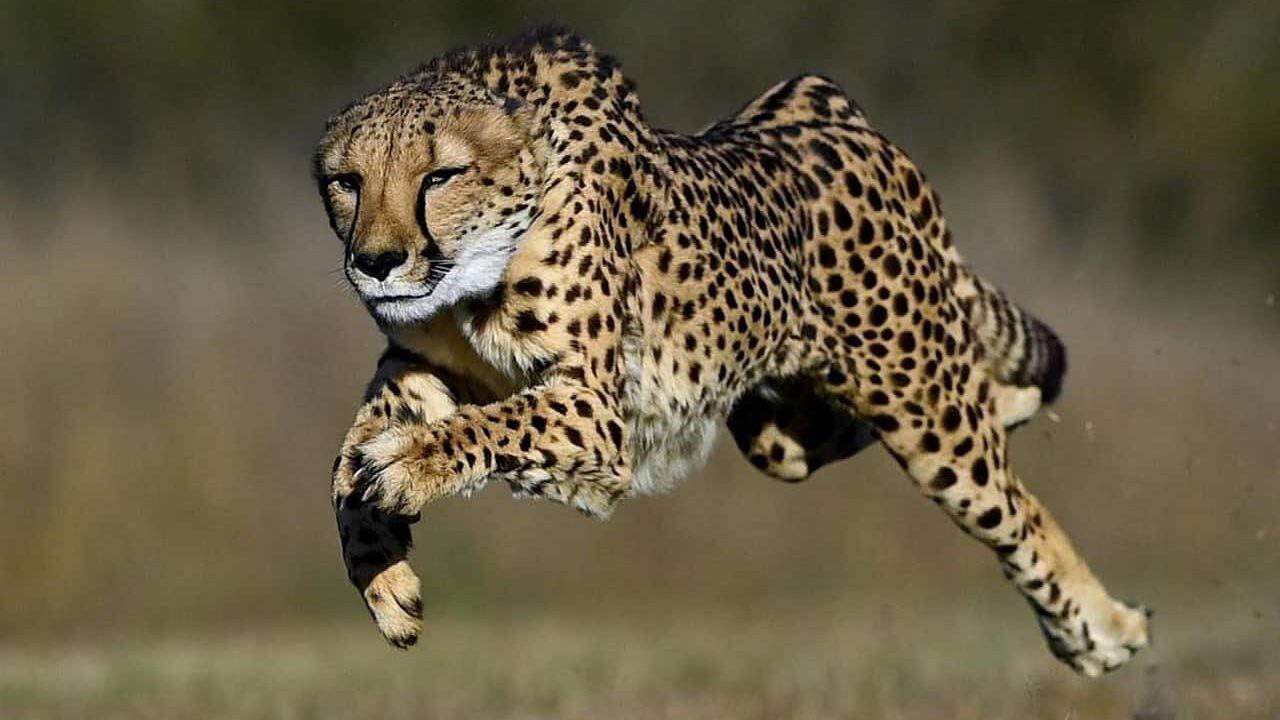 animal, mammal, species, fauna, wildlife, nature, wild, run, wilderness, safari, cheetah, big cat, cheetah, cheetah, cheetah, cheetah, cheetah