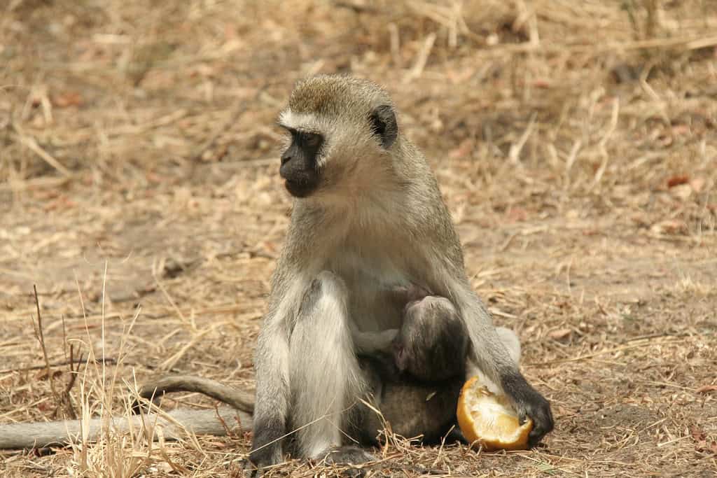 Vervet Monkey