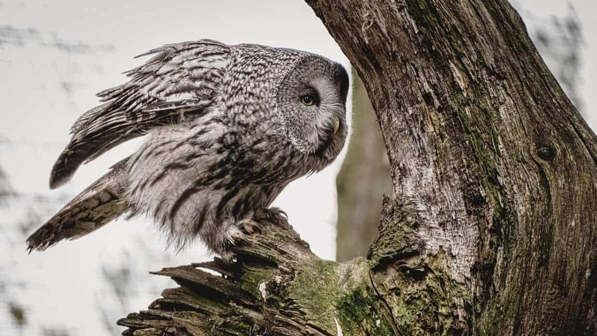 owl, bird, feathers, animal, forest, woods, nature