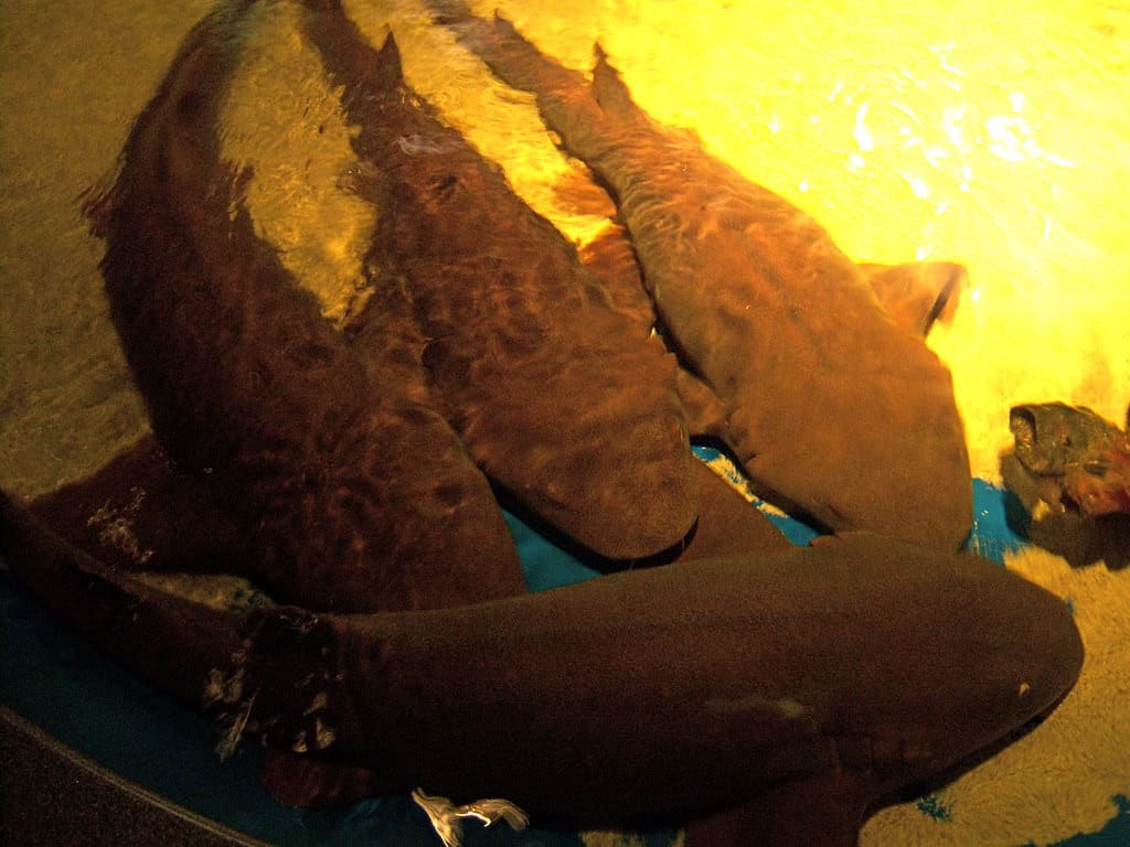 Nurse shark