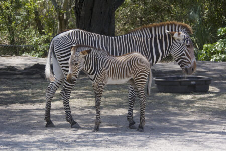 The Ongoing Fight to Protect Endangered Zebra Species