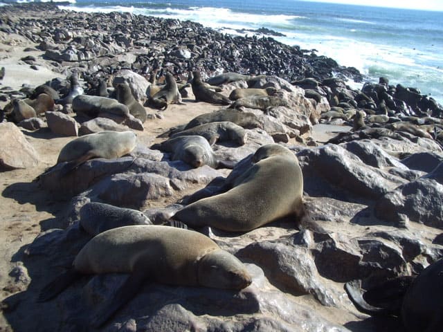seals