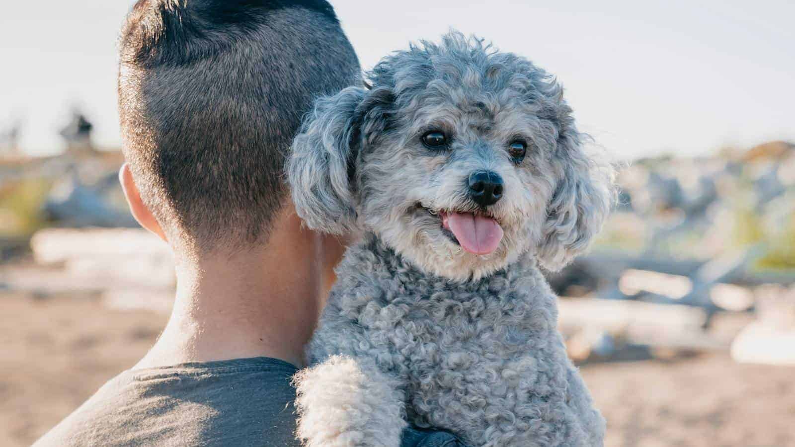 Cute gray poodle with a person outdoors, enjoying the sunny day.