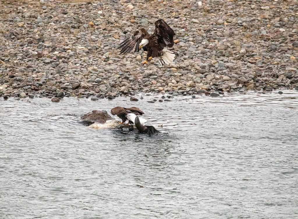 Bald Eagles Fighting