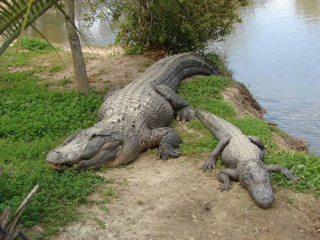 alligator