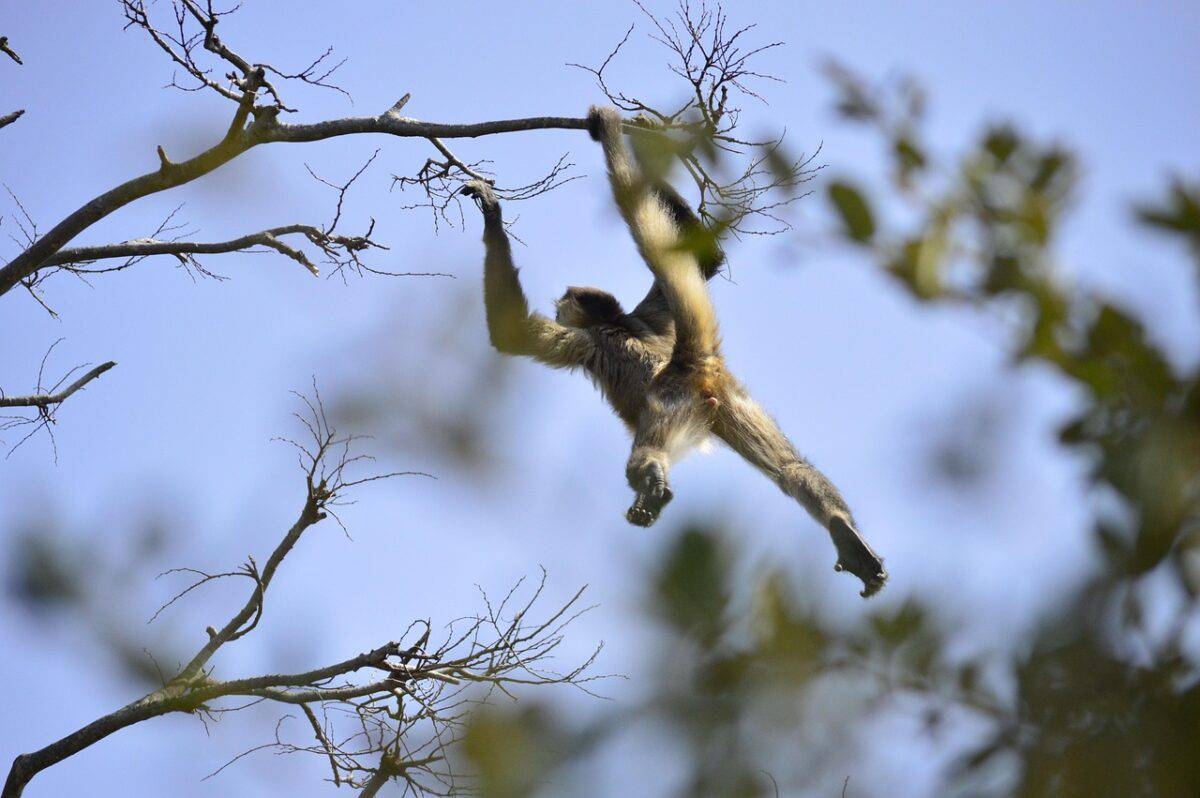 monkey, spider monkey, animal, wood, nature, climb, freedom, natural, challenge