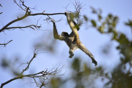 What Makes Spider Monkeys the Acrobats of the Rainforest