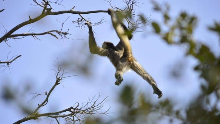 What Makes Spider Monkeys the Acrobats of the Rainforest