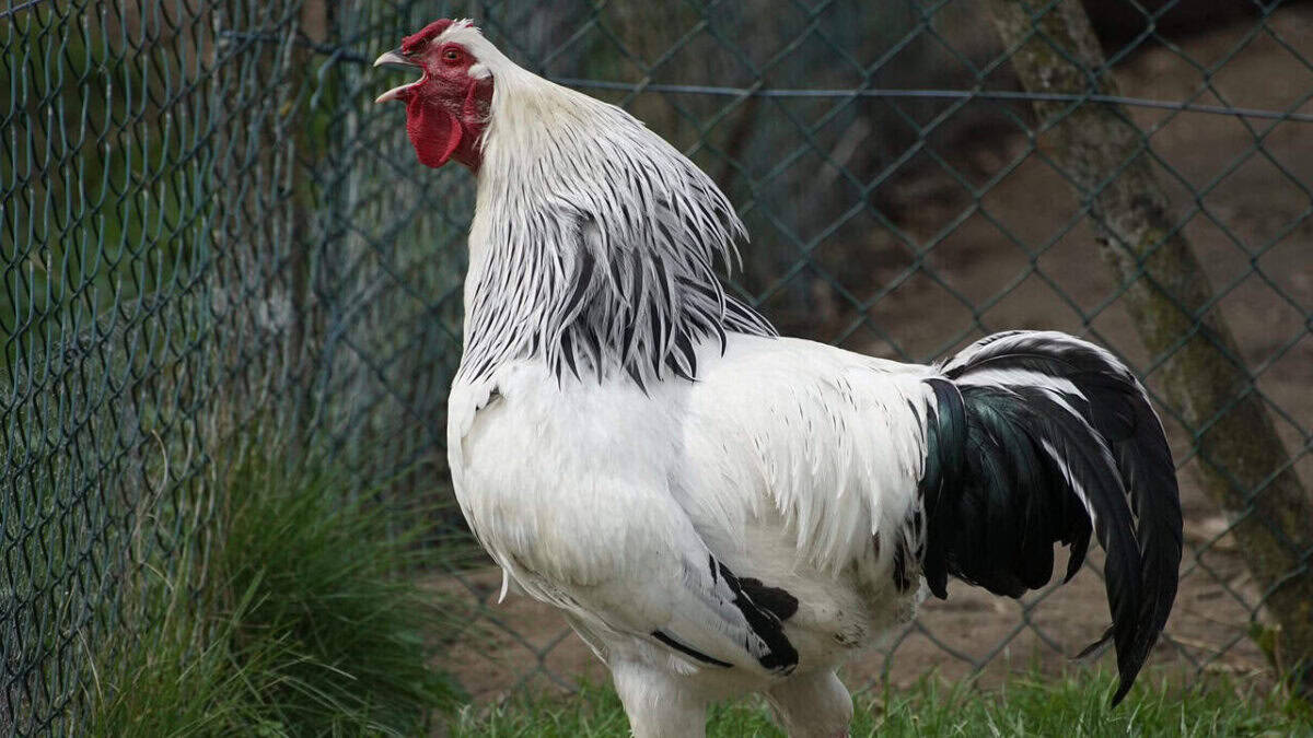 rooster crow, rooster, white rooster, chicken, poultry, rooster, rooster, rooster, rooster, rooster, white rooster