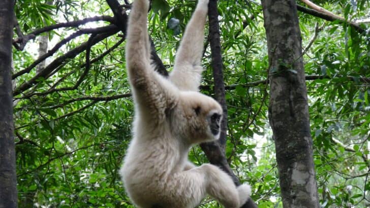 Best Global Destinations for Seeing Sloths in the Trees