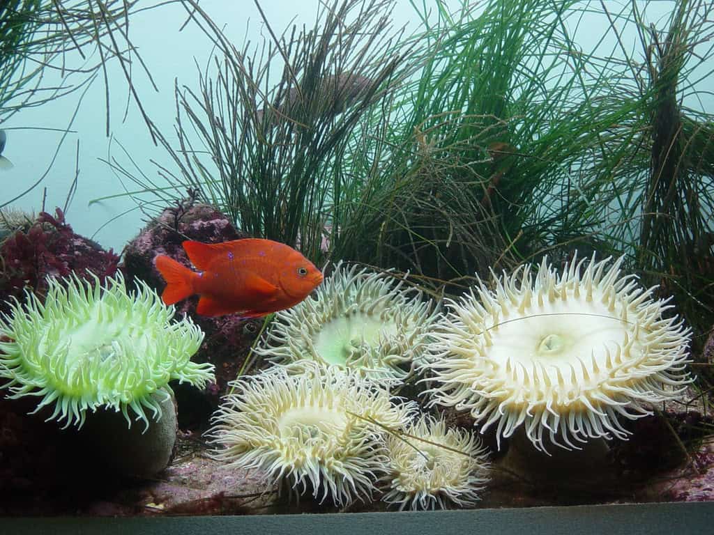 Sea Anemone