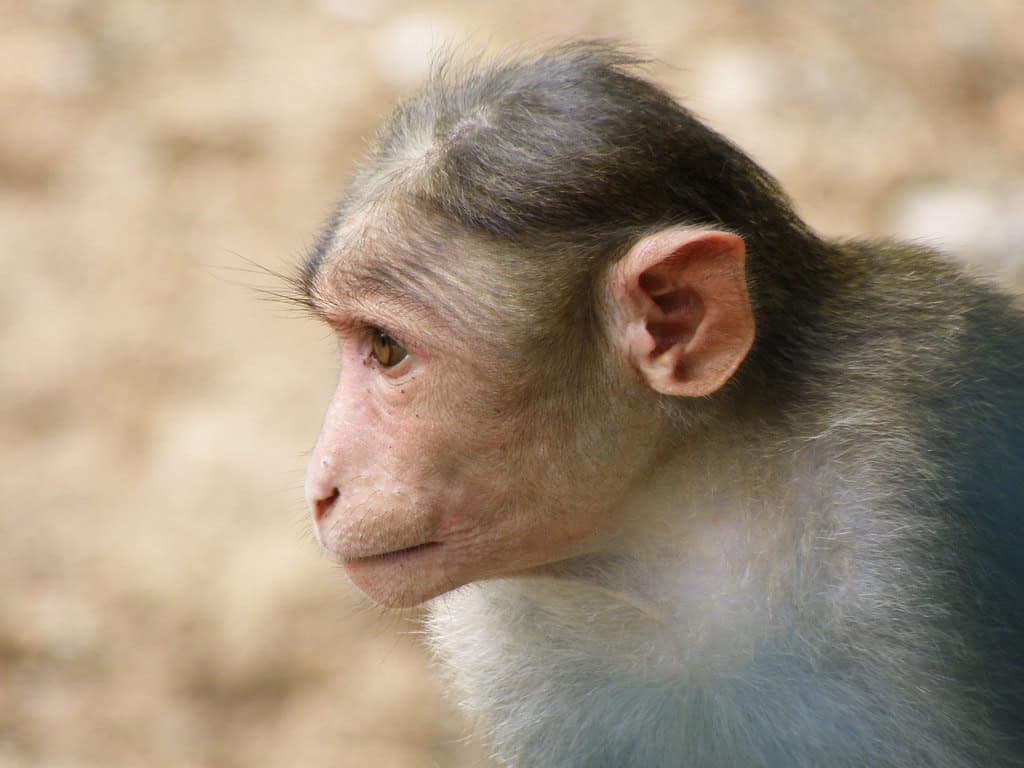 Rhesus Macaque