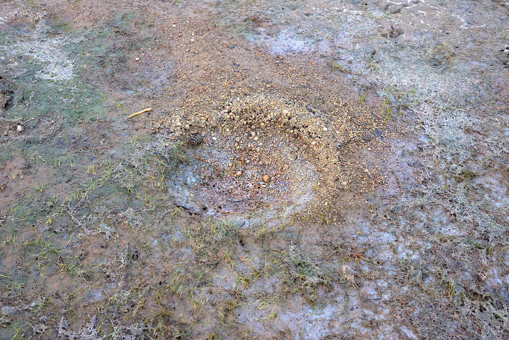 Fish nest