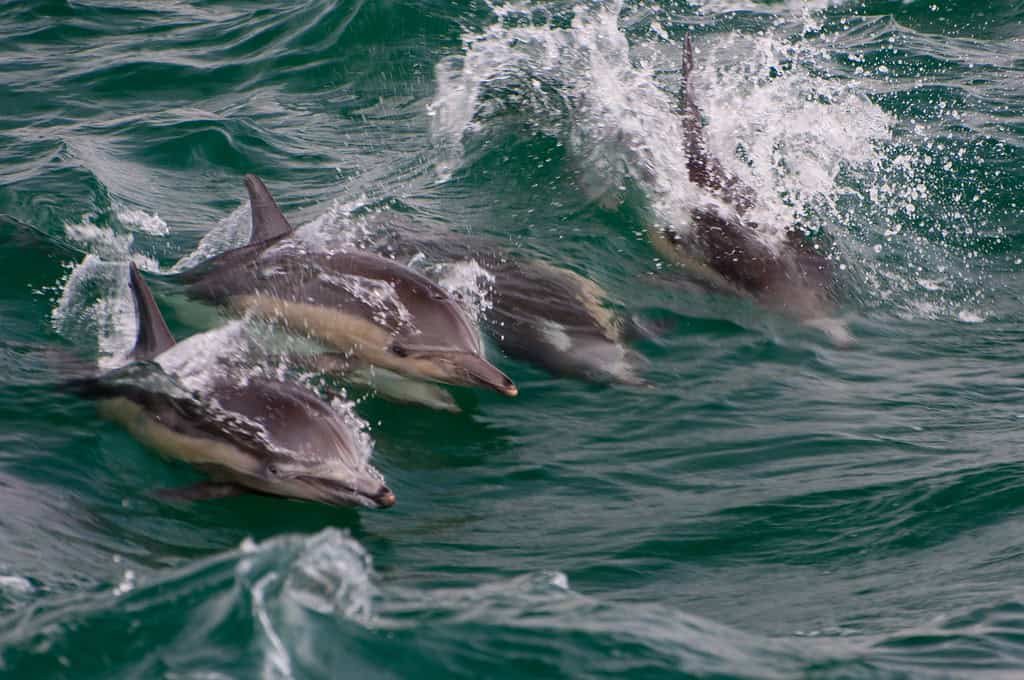 Dolphin migration
