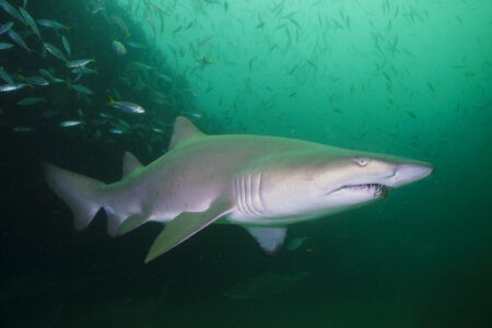Why Nurse Sharks Are Often Misunderstood