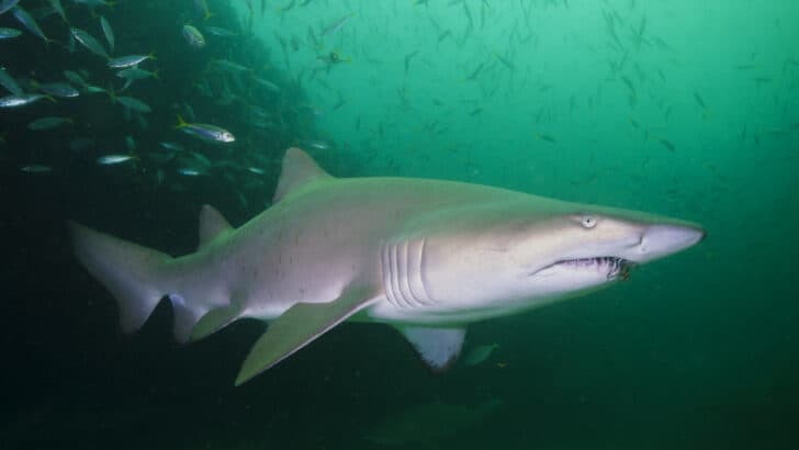 Why Nurse Sharks Are Often Misunderstood