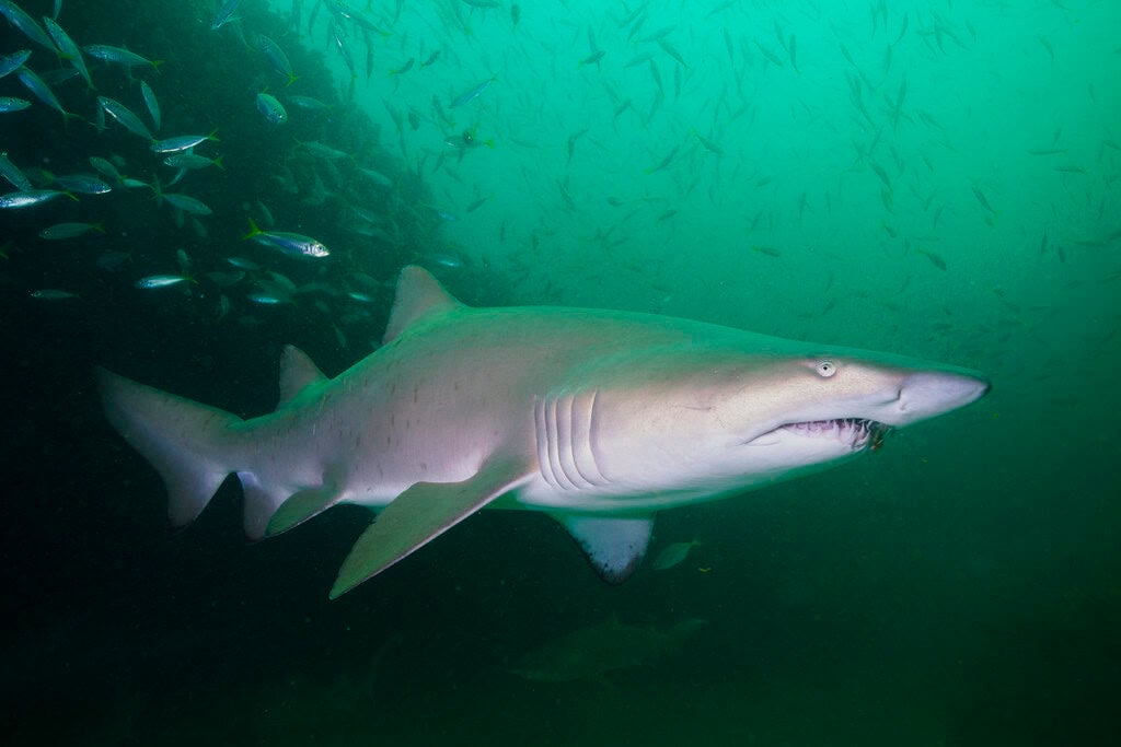 Nurse shark