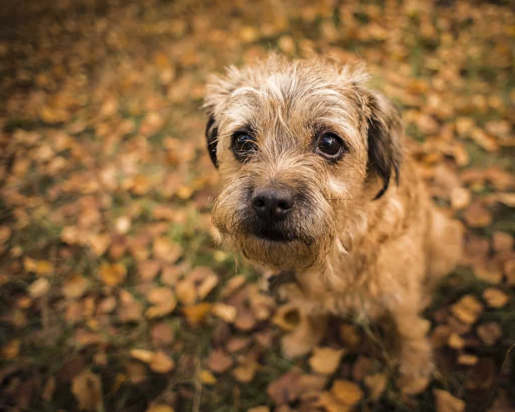 dog eyes