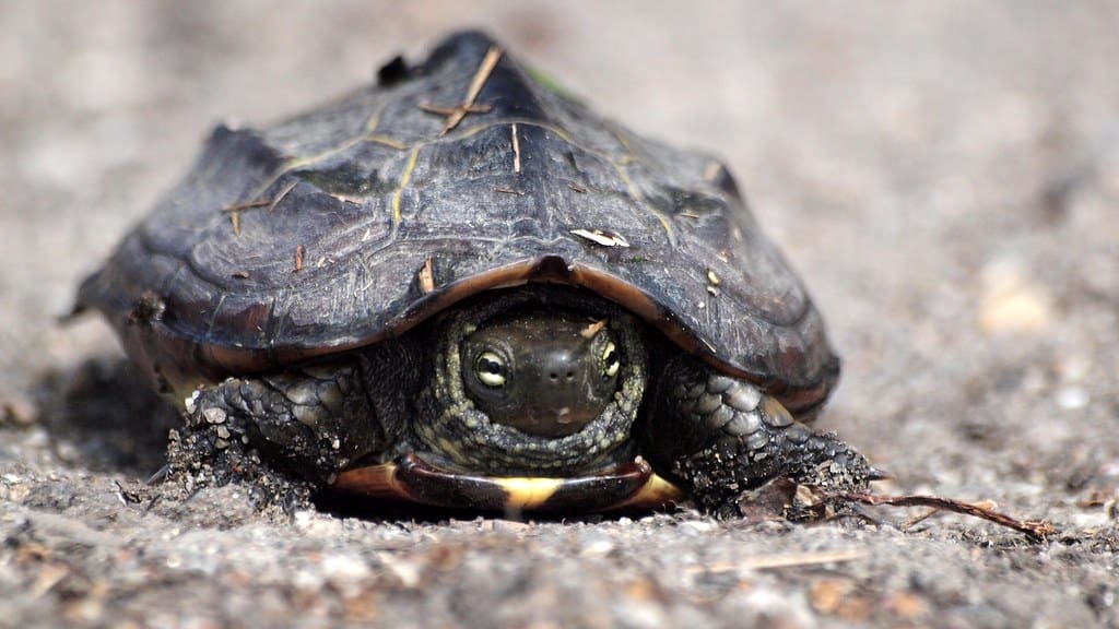 Pond turtle