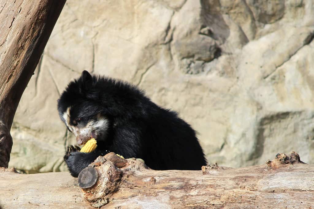 Andean Bear