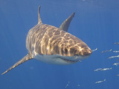 Why Great White Sharks Frequent the California Coast