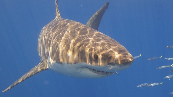 Why Great White Sharks Frequent the California Coast