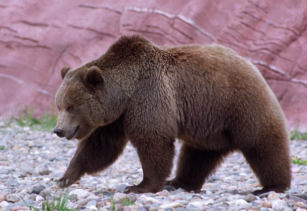 grizzly bear