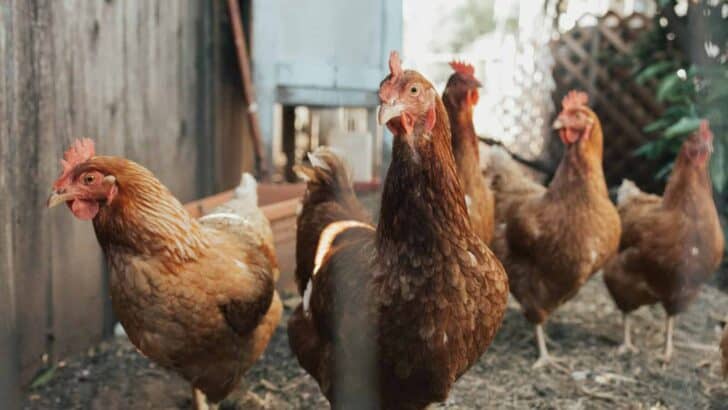 Why The Way Chickens Are Raised Has Sparked a Global Ethics Debate