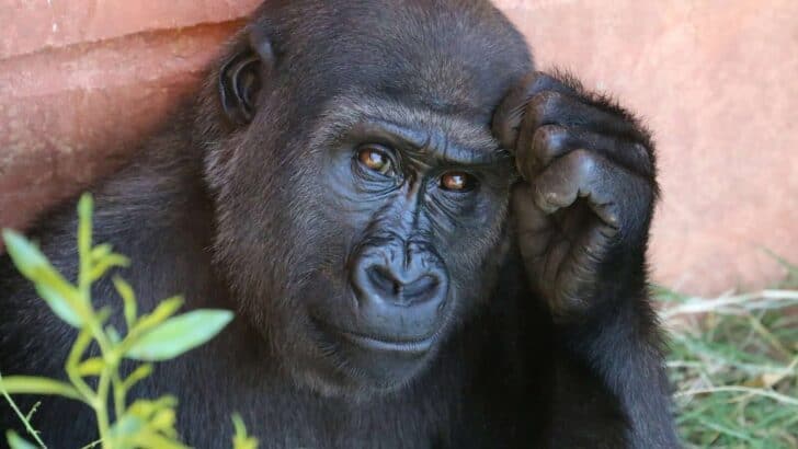 Why Scientists Believe Some Animals Feel Regret
