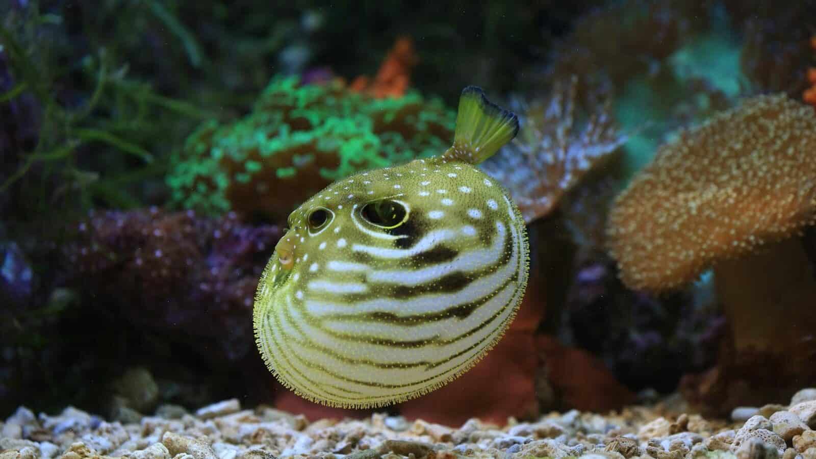Detailed image of a pufferfish in a vibrant coral aquarium environment.