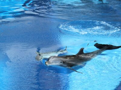 The Truth About Dolphin Friendships Across Generations