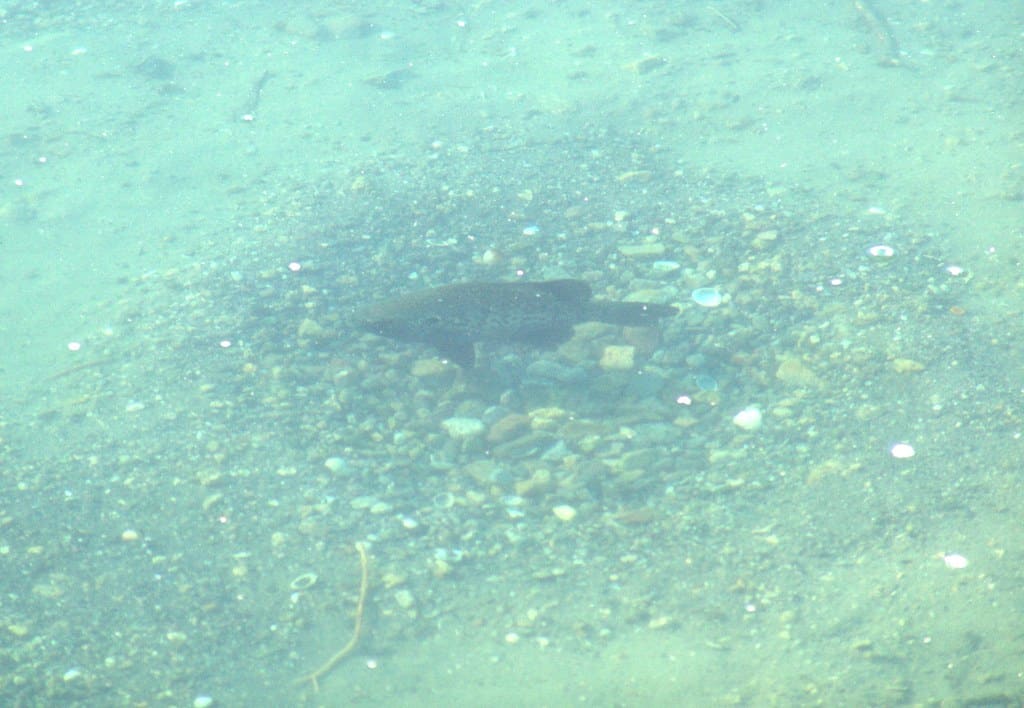 Fish nest