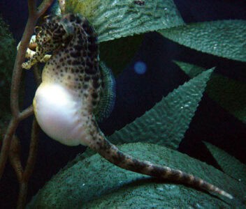 Seahorse Dads Carry the Babies And Give Birth!