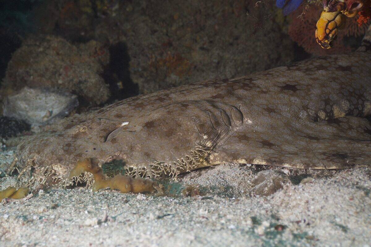 tasseled wobbegong shark