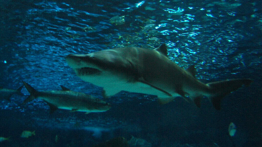 Sandbar shark