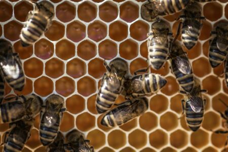Could Math-Loving Bees Hold Clues About Animal Intelligence?