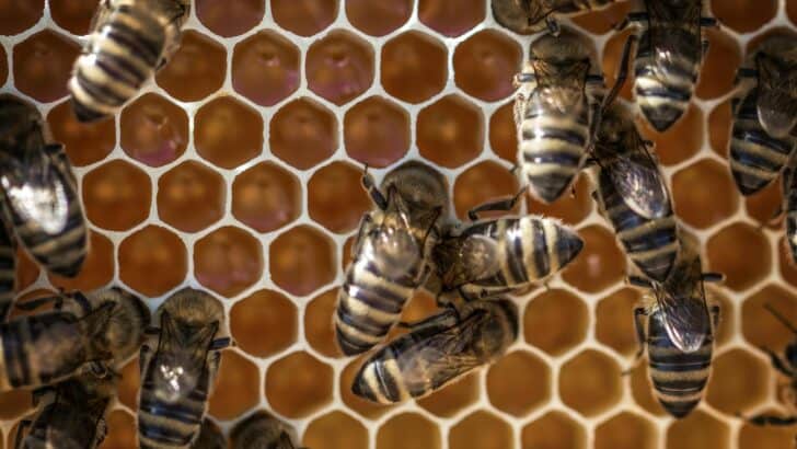Could Math-Loving Bees Hold Clues About Animal Intelligence?