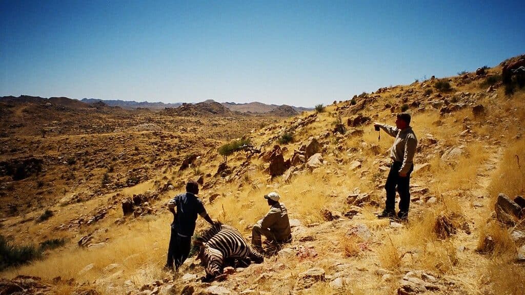 zebra hunting