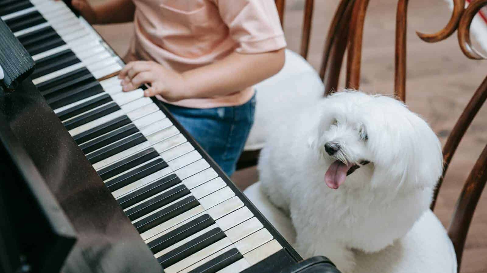 A child playing the piano next to a joyful Maltese dog sitting on a chair.