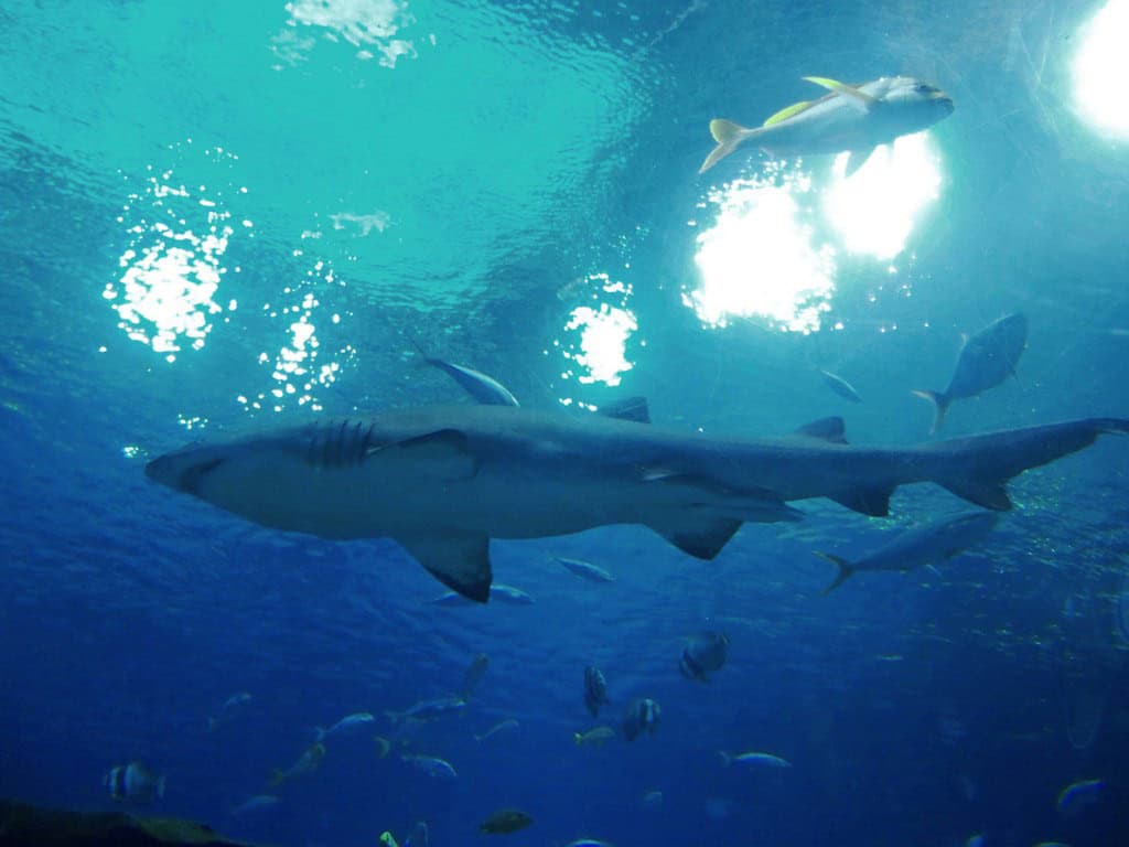 Sandbar shark
