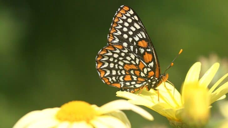 What Happens If All Pollinators Disappear at Once?