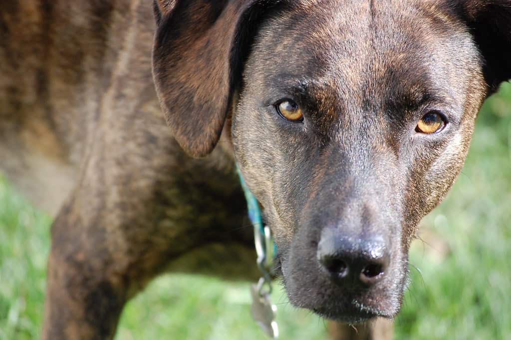 dog eyes