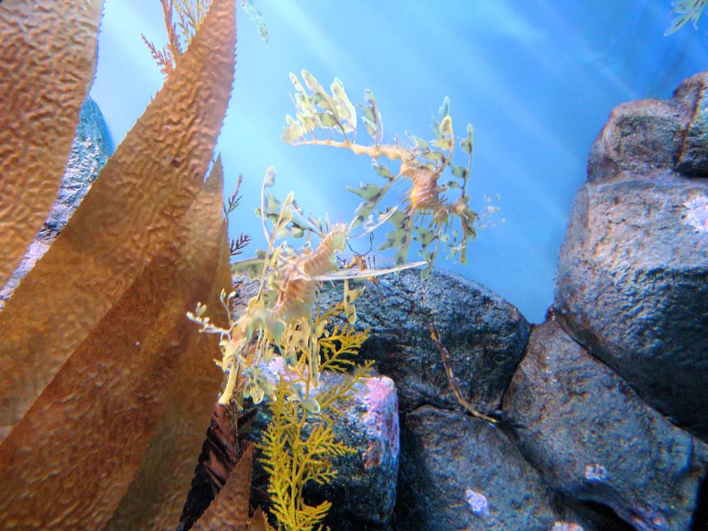 Leafy sea dragon