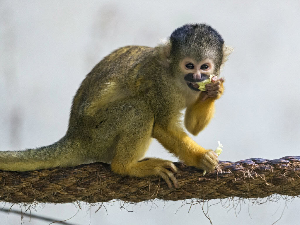 Squirrel Monkey