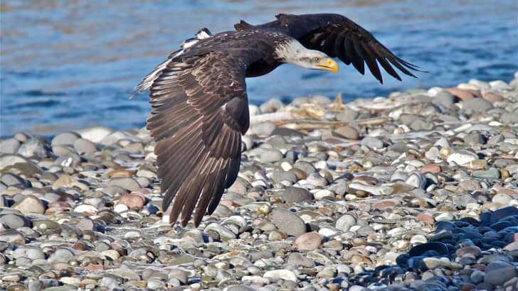 California’s Major Step for Bird Conservation: Migratory Bird Act Now Signed into Law Protecting Birds Across the State