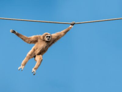 How Monkeys Pass Down Knowledge Through Generations