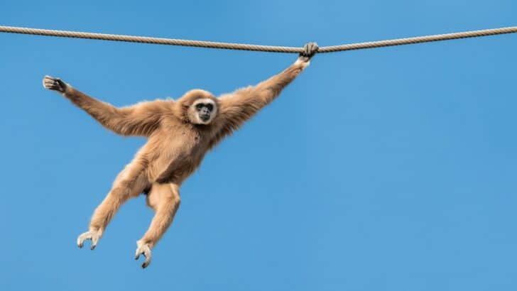 How Monkeys Pass Down Knowledge Through Generations