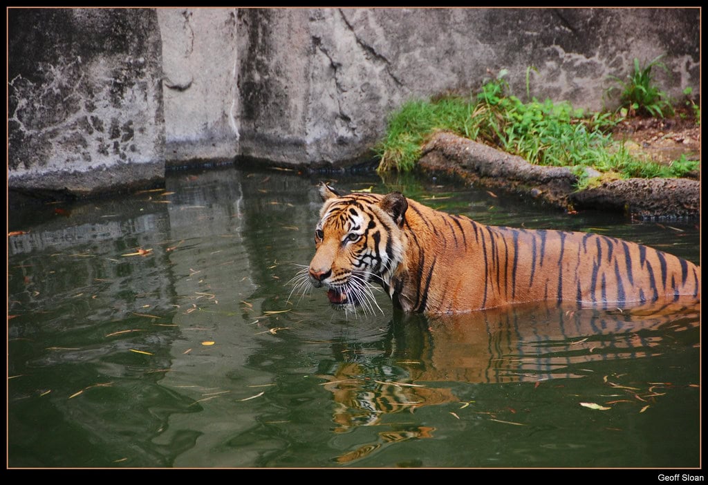 Tiger swimming