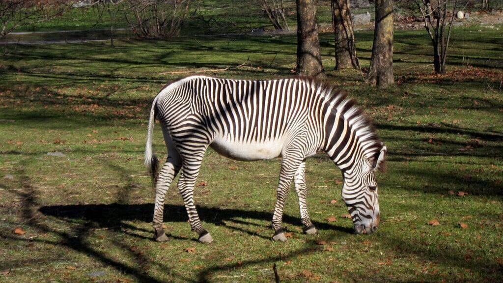 Grévy's Zebra